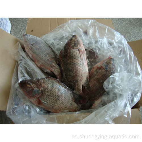 Tilapia congelada Pescado Oreochromis niloticus Alpastado